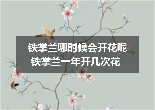 铁掌兰哪时候会开花呢 铁掌兰一年开几次花