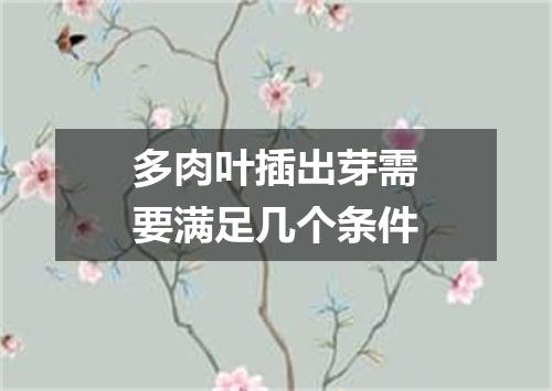 多肉叶插出芽需要满足几个条件