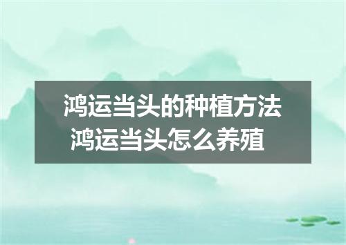 鸿运当头的种植方法 鸿运当头怎么养殖