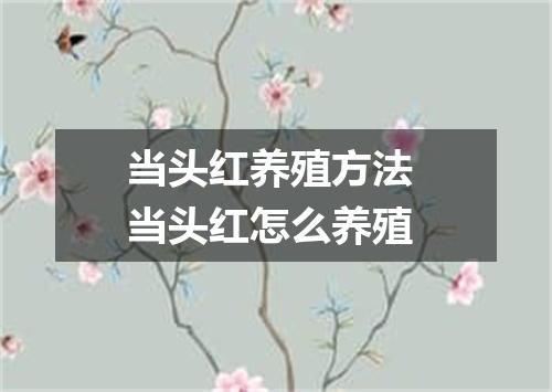 当头红养殖方法 当头红怎么养殖