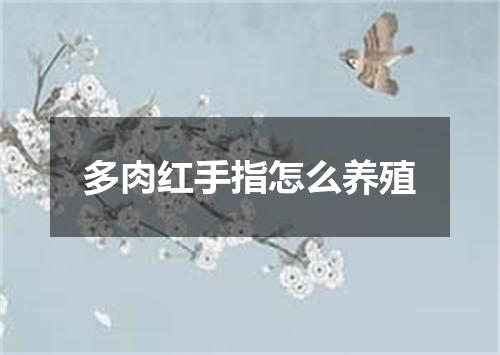 多肉红手指怎么养殖