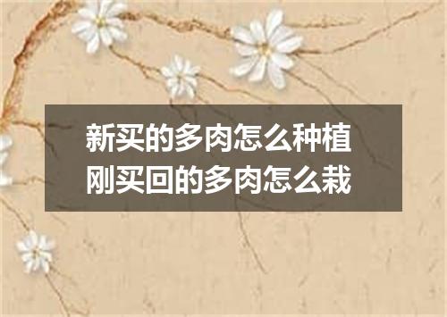 新买的多肉怎么种植 刚买回的多肉怎么栽