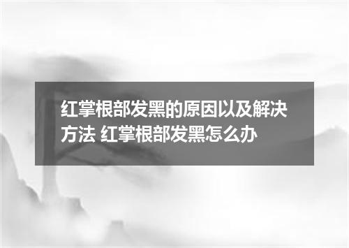 红掌根部发黑的原因以及解决方法 红掌根部发黑怎么办