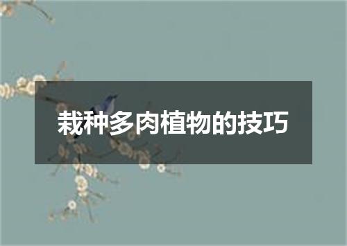 栽种多肉植物的技巧