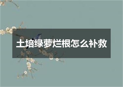 土培绿萝烂根怎么补救