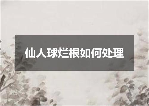 仙人球烂根如何处理