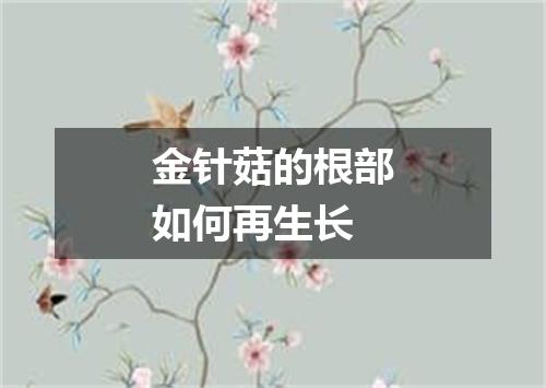 金针菇的根部如何再生长