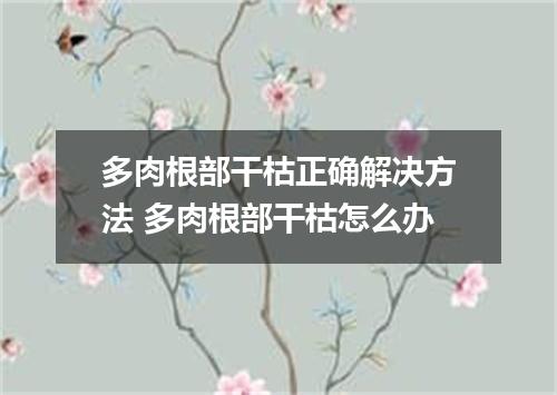 多肉根部干枯正确解决方法 多肉根部干枯怎么办
