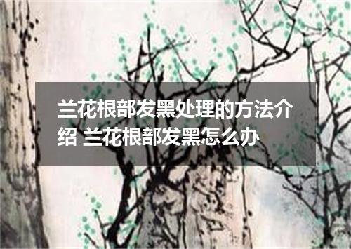 兰花根部发黑处理的方法介绍 兰花根部发黑怎么办