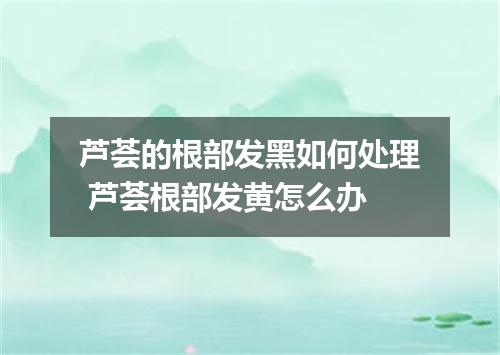 芦荟的根部发黑如何处理 芦荟根部发黄怎么办