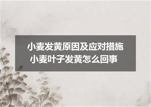 小麦发黄原因及应对措施 小麦叶子发黄怎么回事