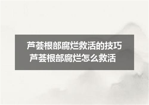 芦荟根部腐烂救活的技巧 芦荟根部腐烂怎么救活