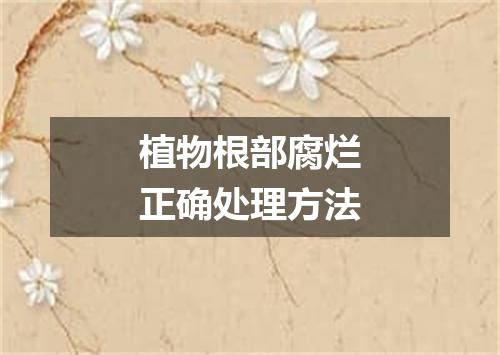 植物根部腐烂正确处理方法