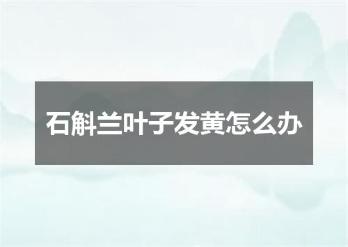 石斛兰叶子发黄怎么办