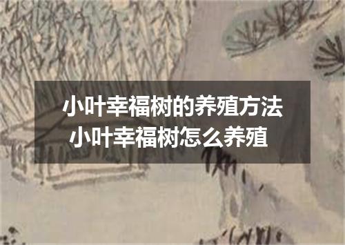 小叶幸福树的养殖方法 小叶幸福树怎么养殖
