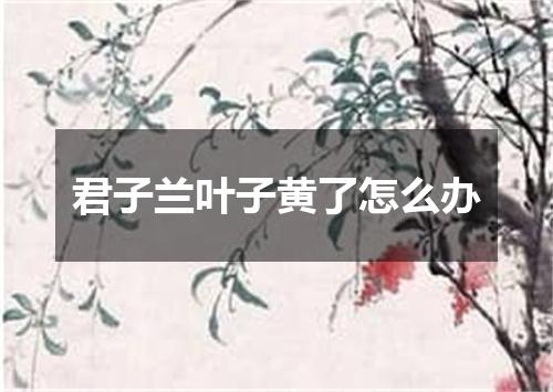 君子兰叶子黄了怎么办