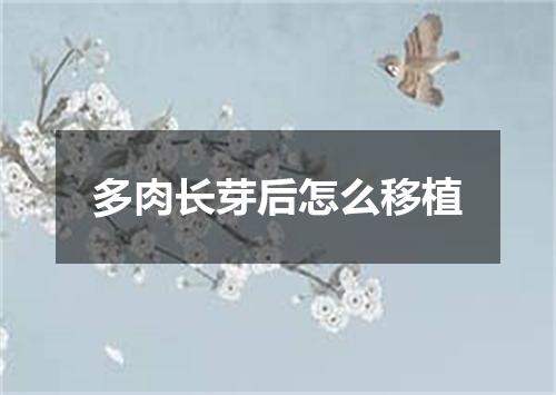多肉长芽后怎么移植