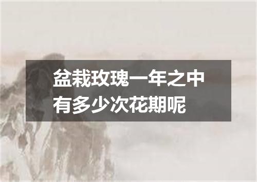 盆栽玫瑰一年之中有多少次花期呢