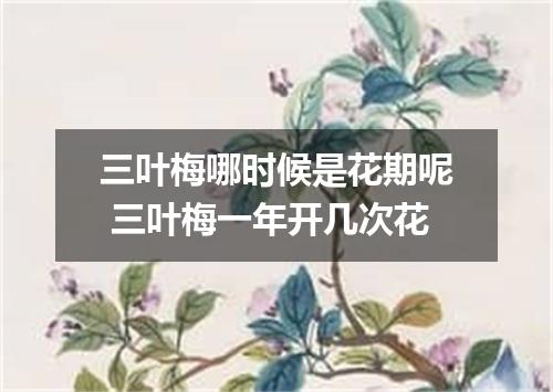 三叶梅哪时候是花期呢 三叶梅一年开几次花