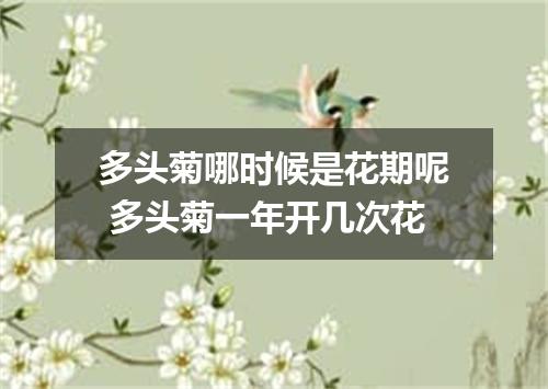 多头菊哪时候是花期呢 多头菊一年开几次花