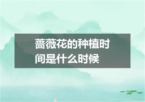 蔷薇花的种植时间是什么时候