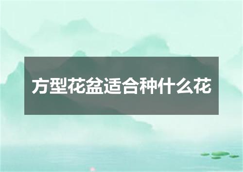 方型花盆适合种什么花