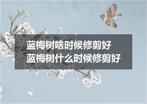 蓝梅树啥时候修剪好 蓝梅树什么时候修剪好