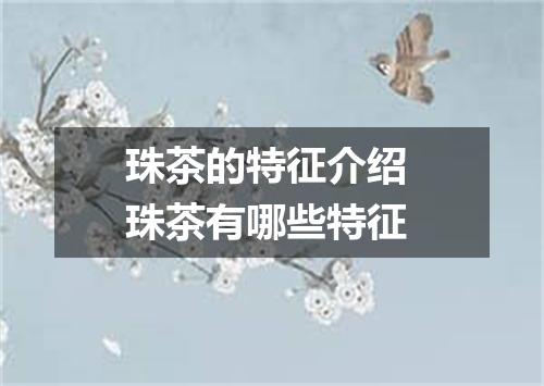 珠茶的特征介绍 珠茶有哪些特征