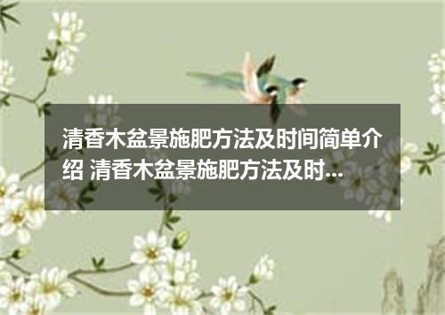 清香木盆景施肥方法及时间简单介绍 清香木盆景施肥方法及时间