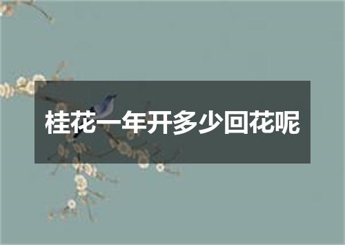 桂花一年开多少回花呢