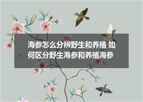 海参怎么分辨野生和养殖 如何区分野生海参和养殖海参