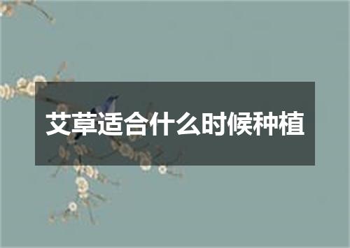 艾草适合什么时候种植