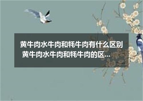 黄牛肉水牛肉和牦牛肉有什么区别 黄牛肉水牛肉和牦牛肉的区别