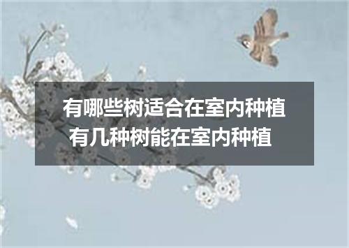 有哪些树适合在室内种植 有几种树能在室内种植