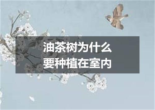 油茶树为什么要种植在室内