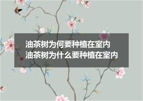 油茶树为何要种植在室内 油茶树为什么要种植在室内