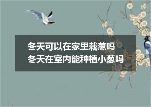 冬天可以在家里栽葱吗 冬天在室内能种植小葱吗