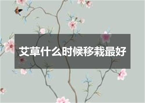 艾草什么时候移栽最好