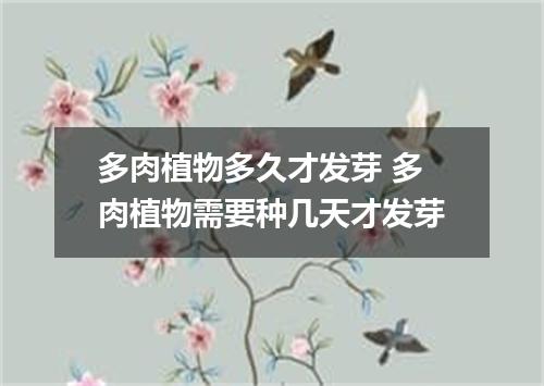 多肉植物多久才发芽 多肉植物需要种几天才发芽