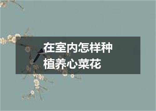 在室内怎样种植养心菜花