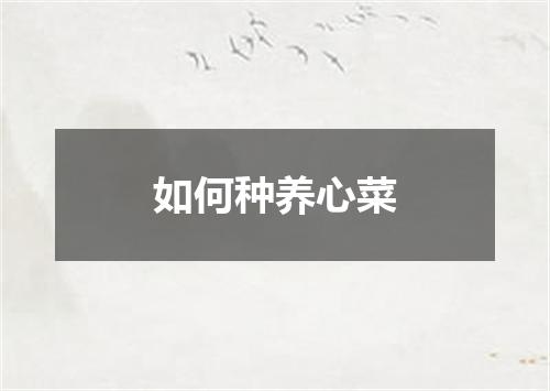 如何种养心菜