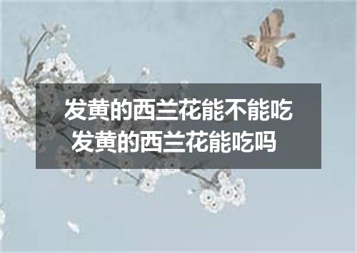 发黄的西兰花能不能吃 发黄的西兰花能吃吗