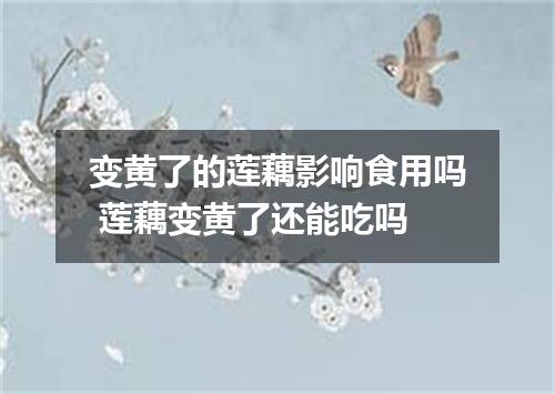 变黄了的莲藕影响食用吗 莲藕变黄了还能吃吗