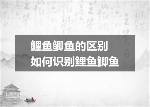 鲤鱼鲫鱼的区别 如何识别鲤鱼鲫鱼