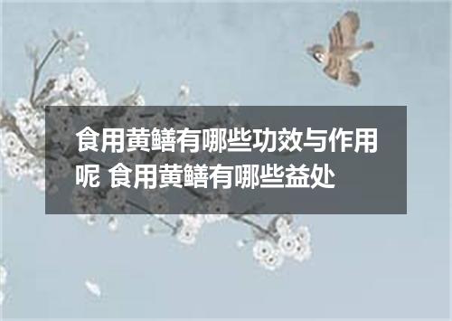 食用黄鳝有哪些功效与作用呢 食用黄鳝有哪些益处