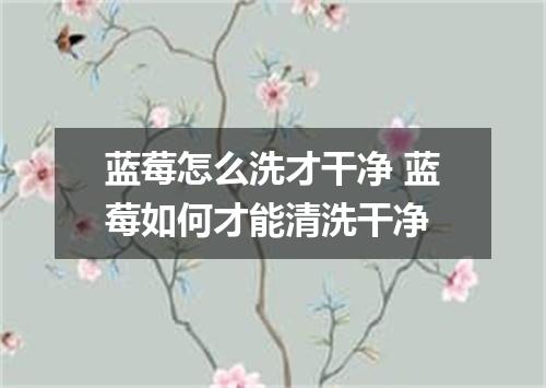 蓝莓怎么洗才干净 蓝莓如何才能清洗干净