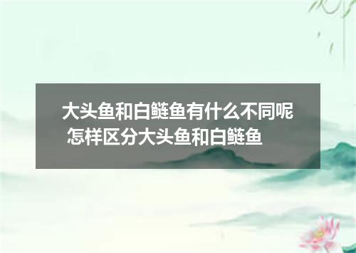 大头鱼和白鲢鱼有什么不同呢 怎样区分大头鱼和白鲢鱼