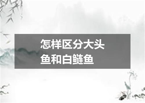 怎样区分大头鱼和白鲢鱼