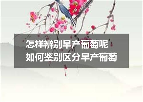 怎样辨别早产葡萄呢 如何鉴别区分早产葡萄