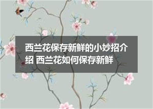 西兰花保存新鲜的小妙招介绍 西兰花如何保存新鲜